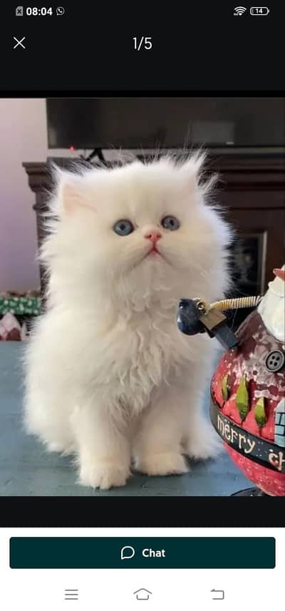 Persian cat for sale male or female WhatsApp number3=34=53=14=8=96