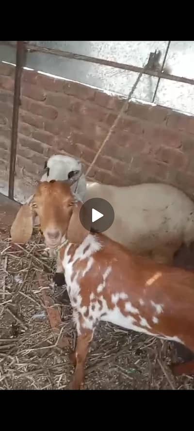 bakri female. or dumba Mail he