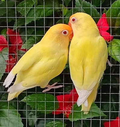 creamino breeder pair