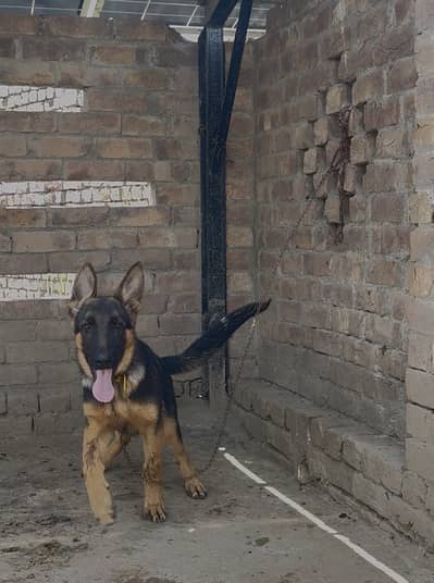 Show class Stock Coat Male