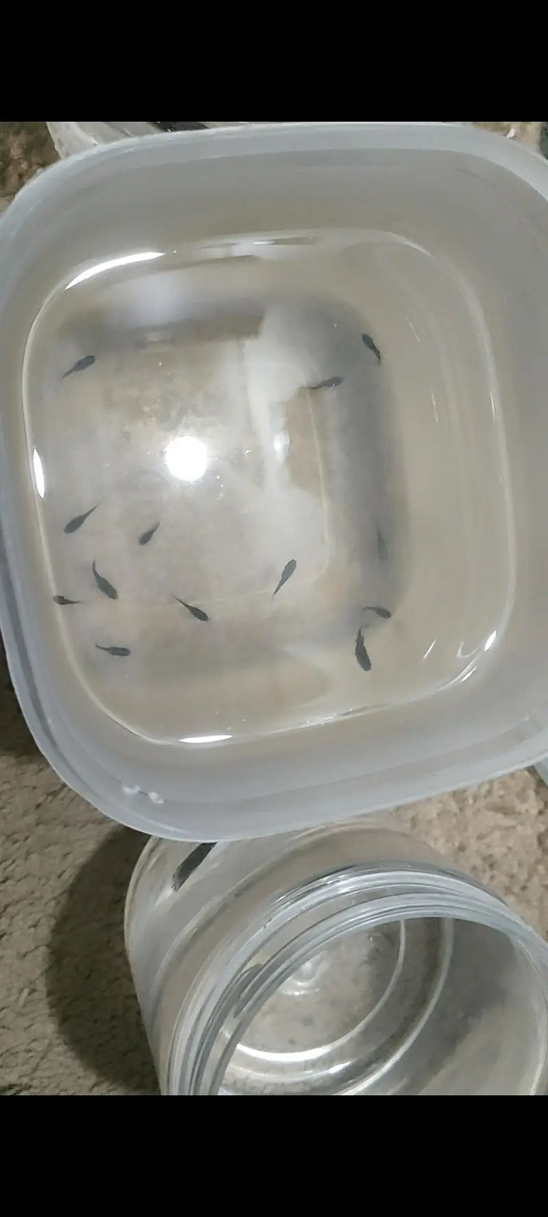 1 feet aquarium with fish's — photo 3