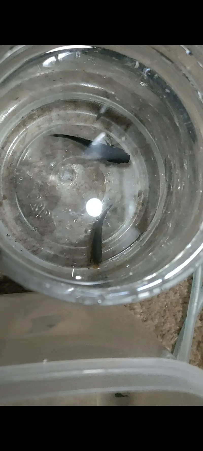 1 feet aquarium with fish's — photo 4