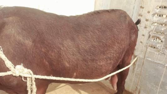 PURE NAGRI BAKRI OR BLACK NAGRA BACHA. 03009471594