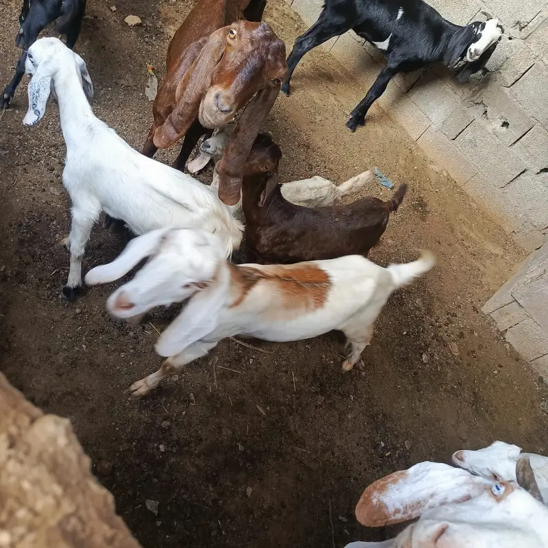 Top quality Desi Goats available for sale | Milking goat For sale