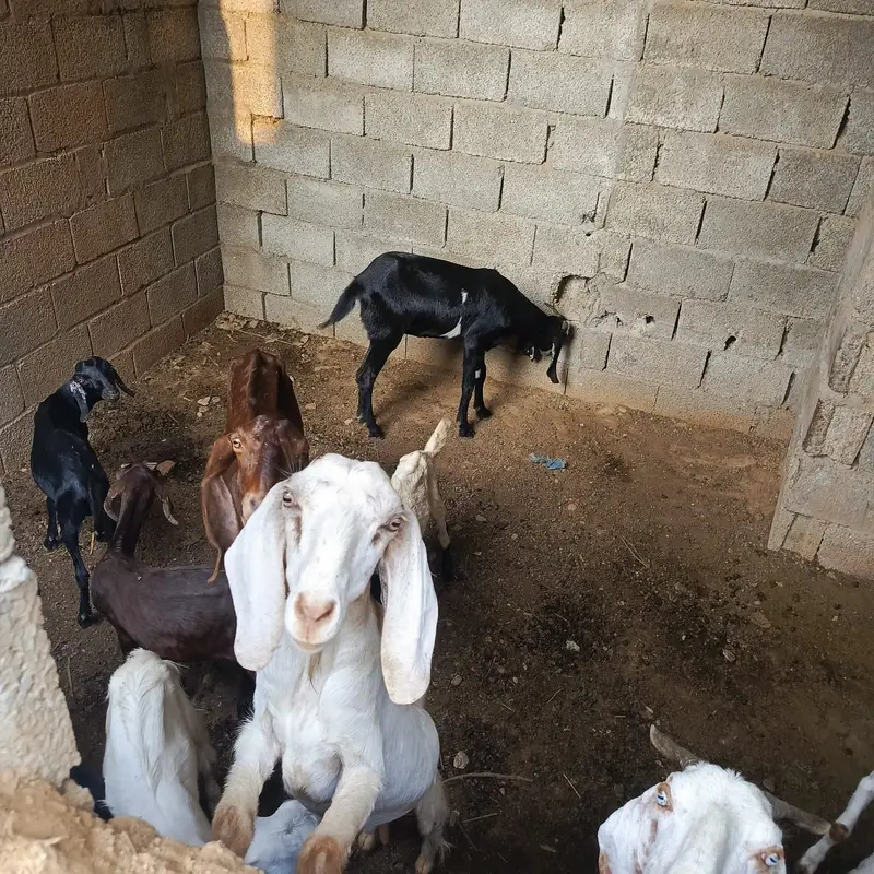 Top quality Desi Goats available for sale | Milking goat For sale — photo 2
