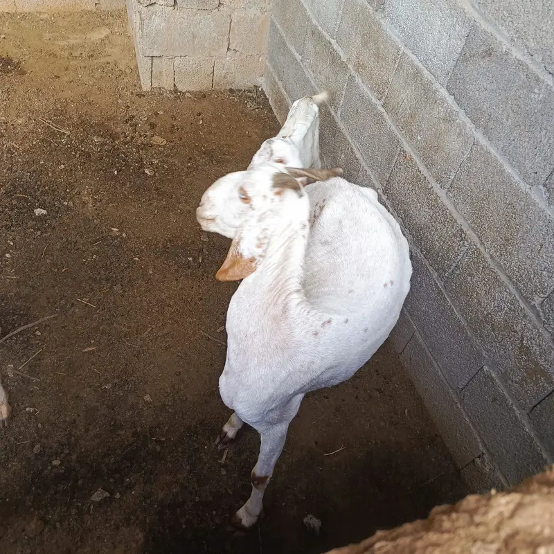 Top quality Desi Goats available for sale | Milking goat For sale — photo 5