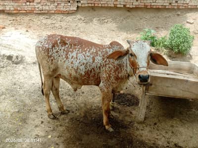 Bull For sale
