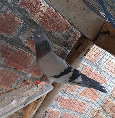 Active and healthy birds