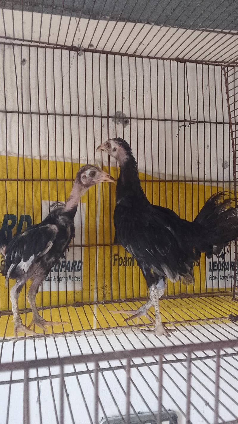 Aseel pair 0