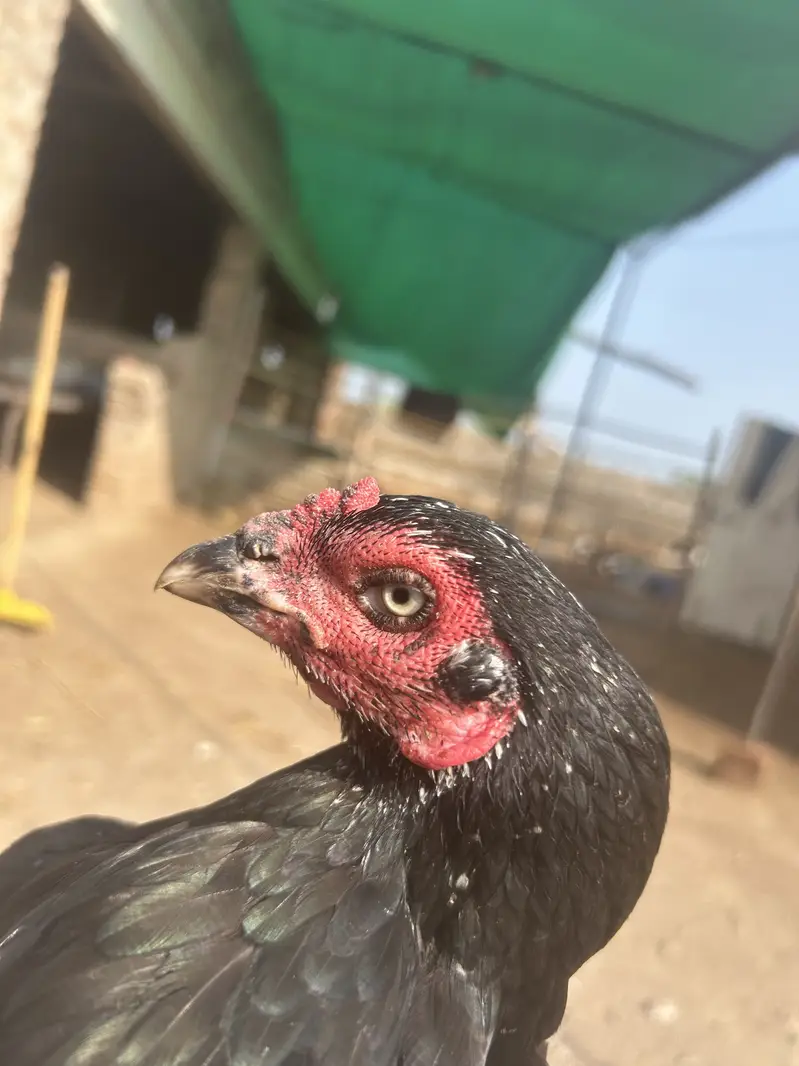 Mianwali Aseel for sale — photo 2