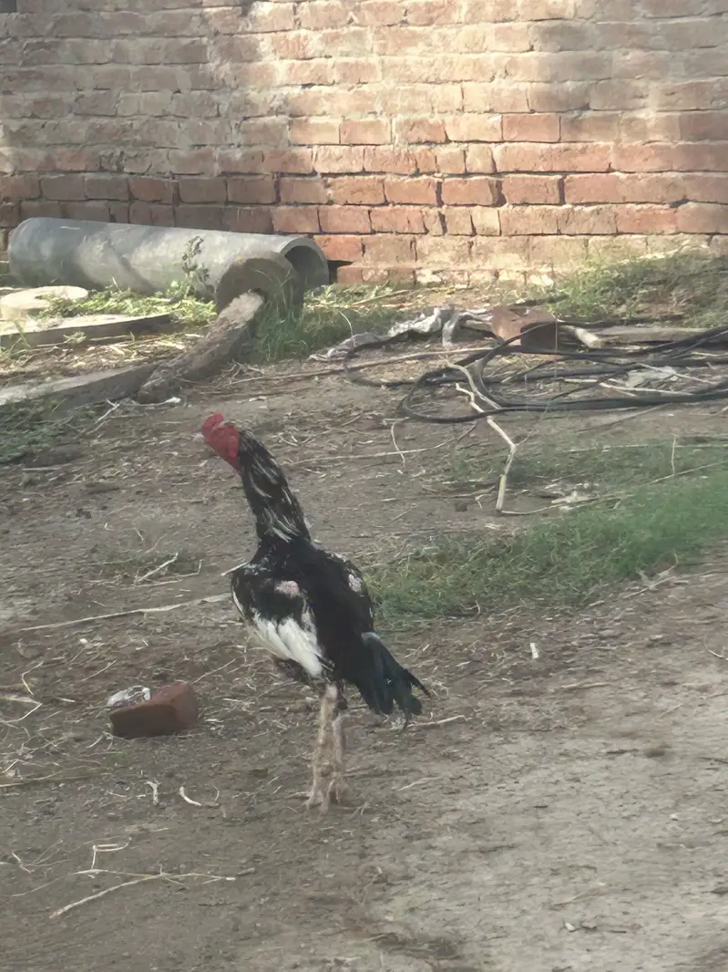 Mianwali Aseel for sale — photo 3