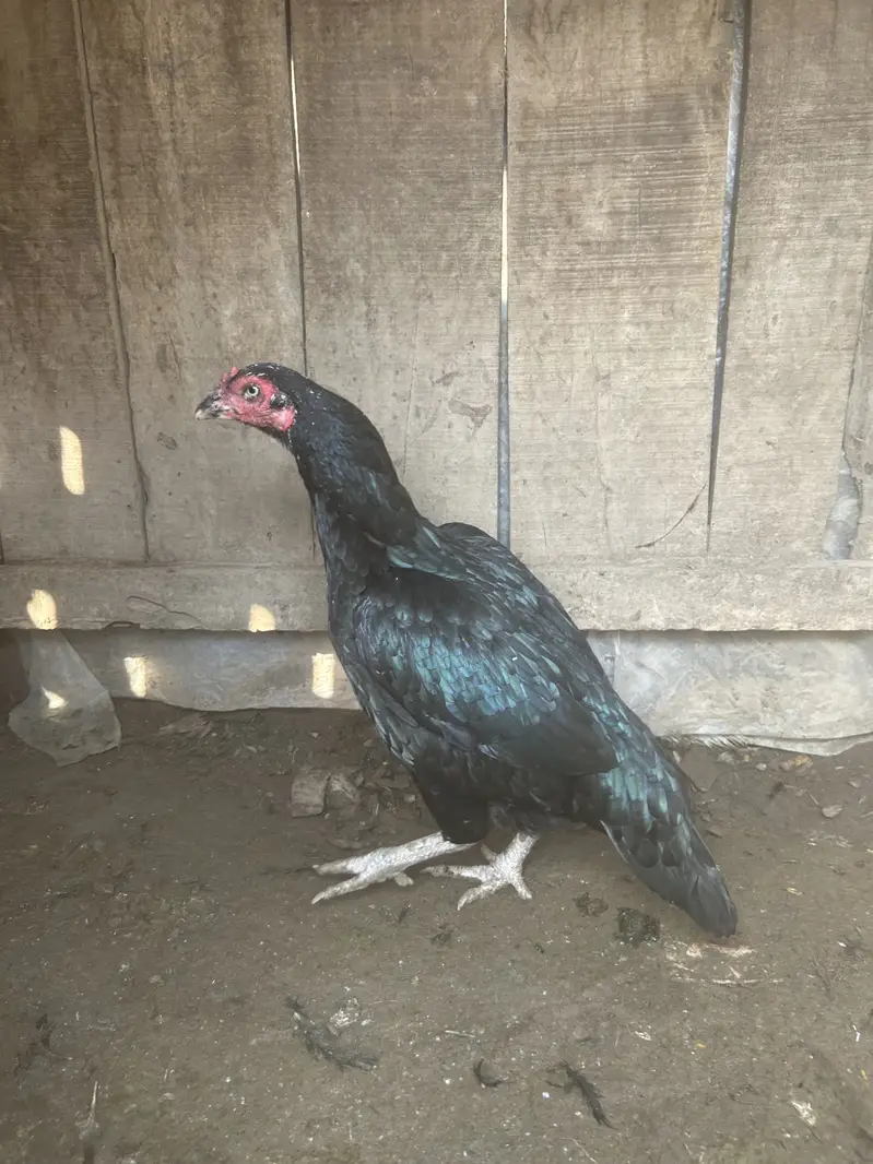 Mianwali Aseel for sale — photo 5