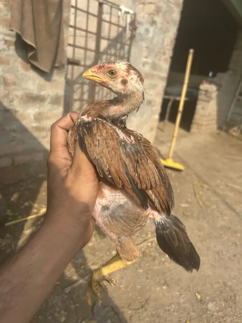 Mianwali Aseel for sale — photo 6