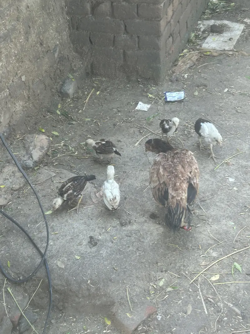 Mianwali Aseel for sale — photo 7