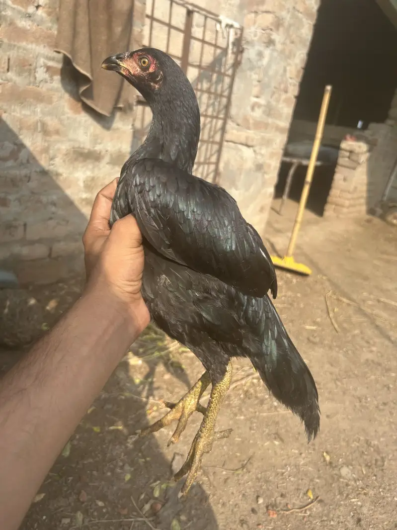 Mianwali Aseel for sale — photo 8