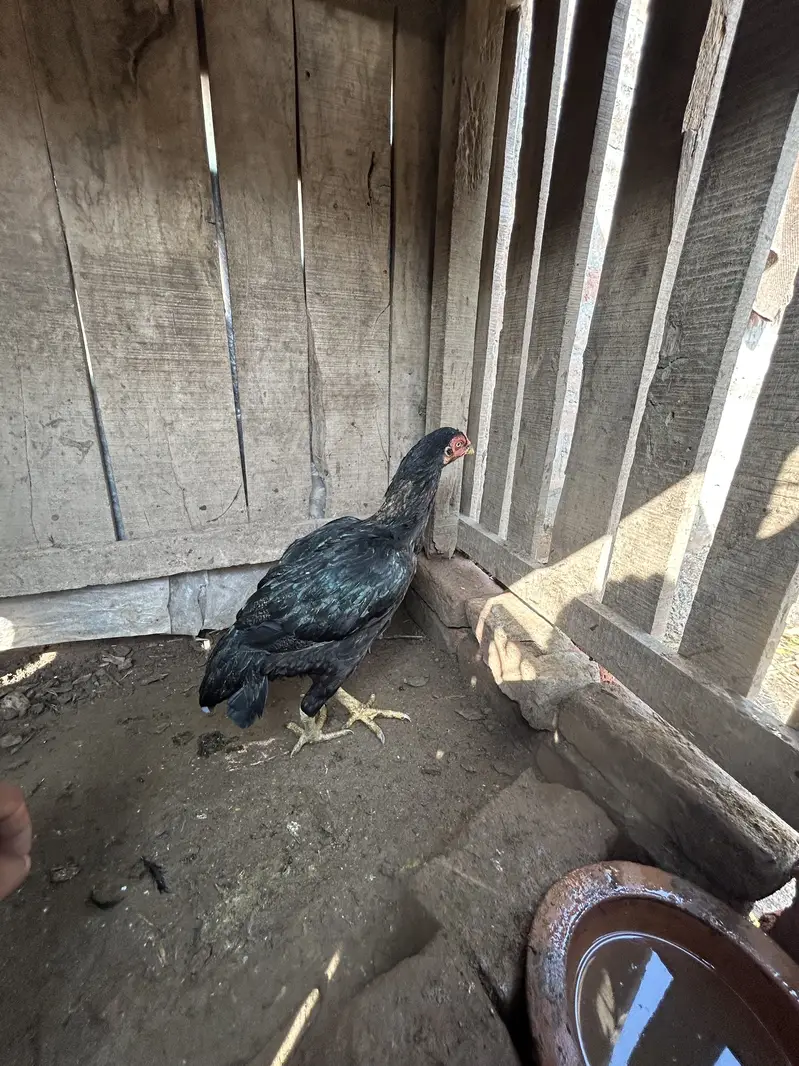 Mianwali Aseel for sale — photo 9