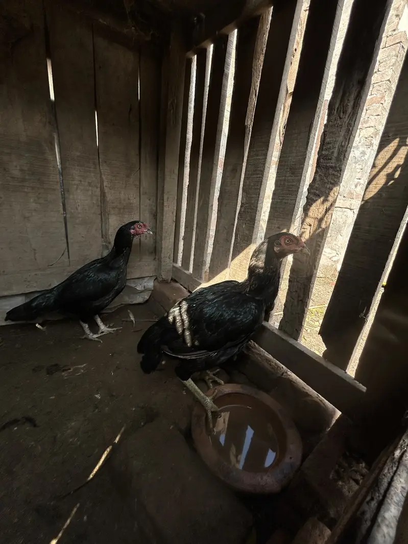 Mianwali Aseel for sale — photo 12