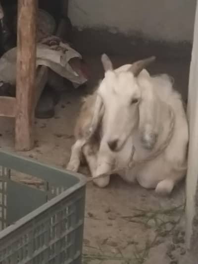 Pregnant goat age 3 years