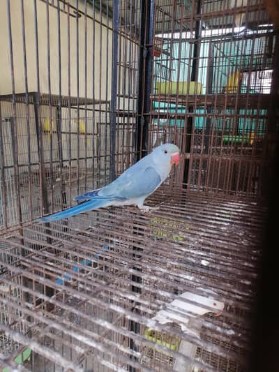 cobalt Turquoise ringneck