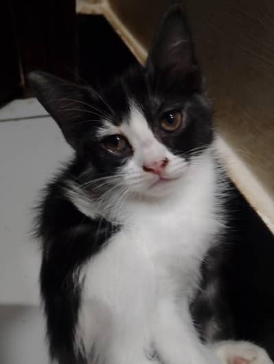 Kitten for sale with less fee