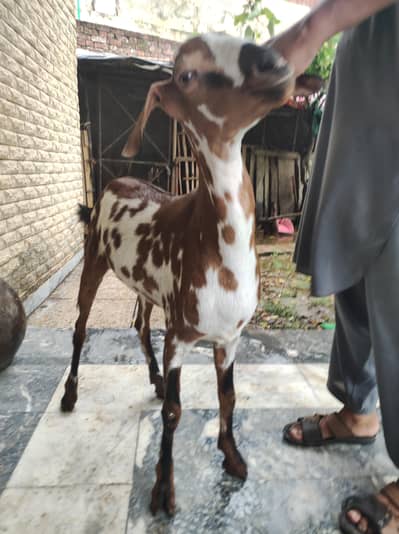 2 Dant khasi Bakra for sale