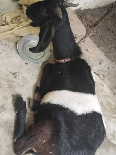 Male bakra