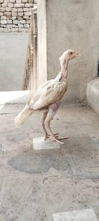 white heera female