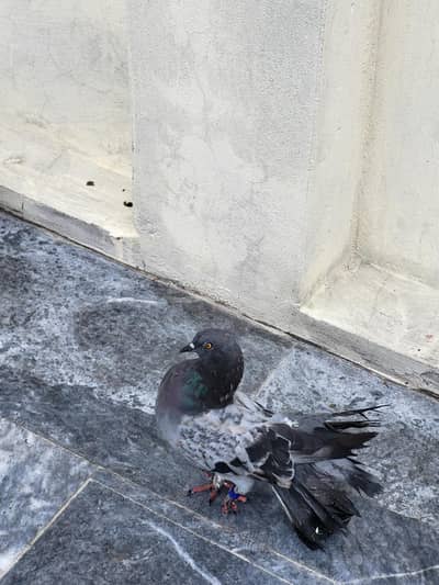 laky kaboter ak pair hy black or ak sharazi female hy