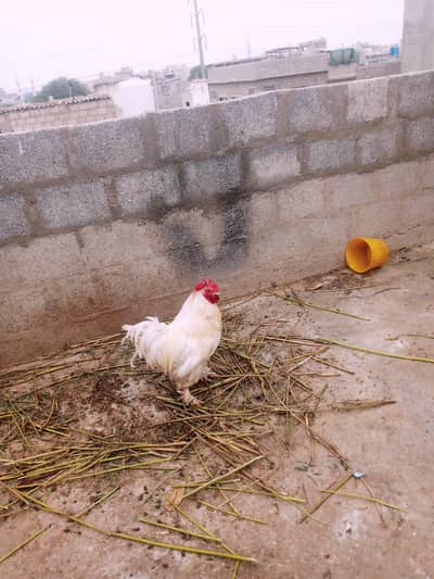Buff cock