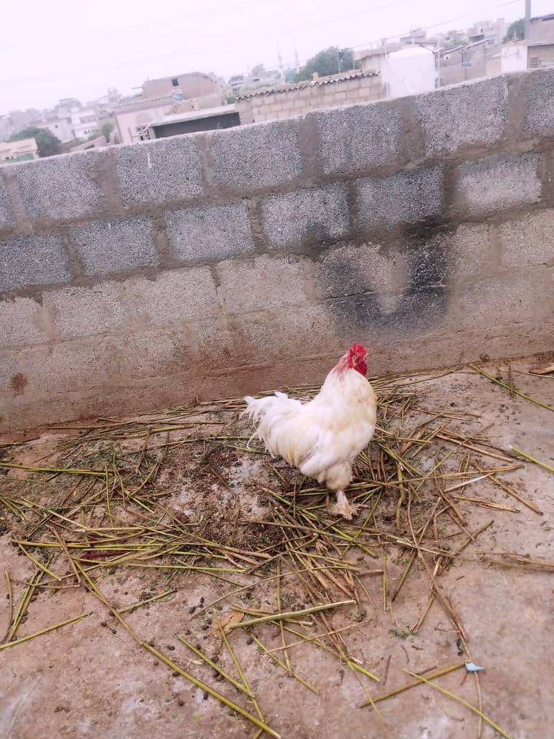 Buff cock 1