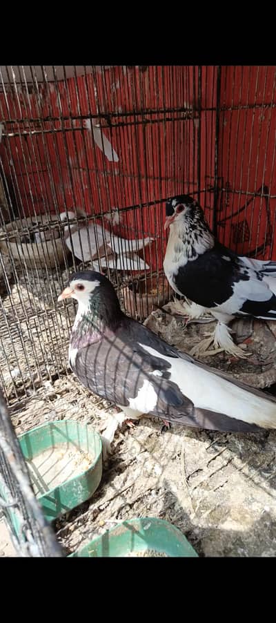 Siah kachpary breeder pair