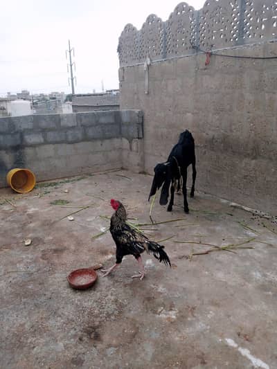 aseel java breeder male urgent sale