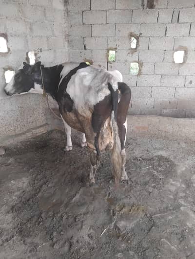 Ready to calves in next 20 days