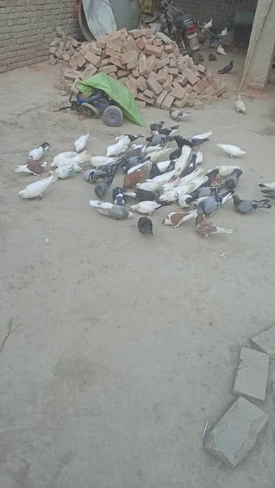 mix sherazi