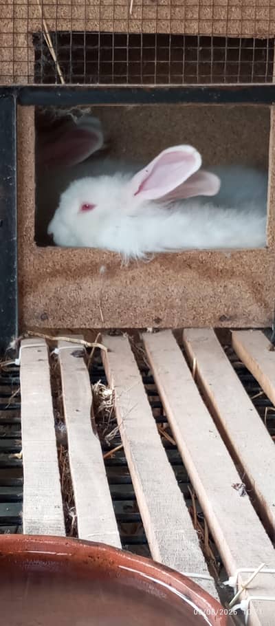 Angora male rabbit 