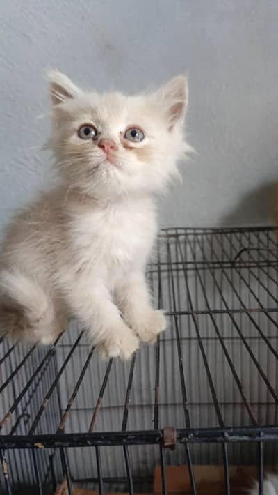 Fluffy & Triple Coat Persian Kittens | Active, Litter Trained