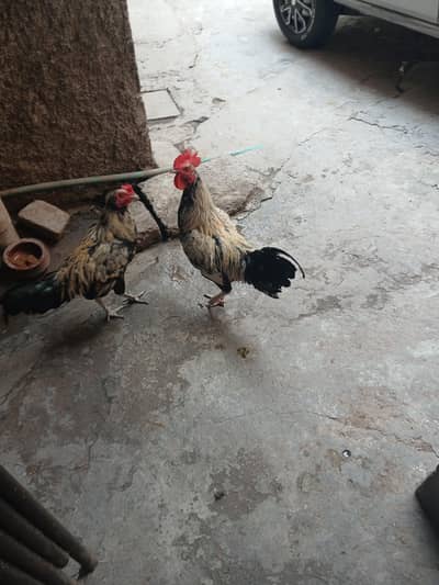 Aseel hens 2 males 1 female.