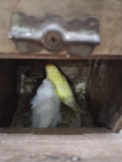 Albino love birds 2 pair