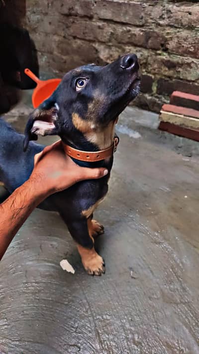 2 months ka ha abi