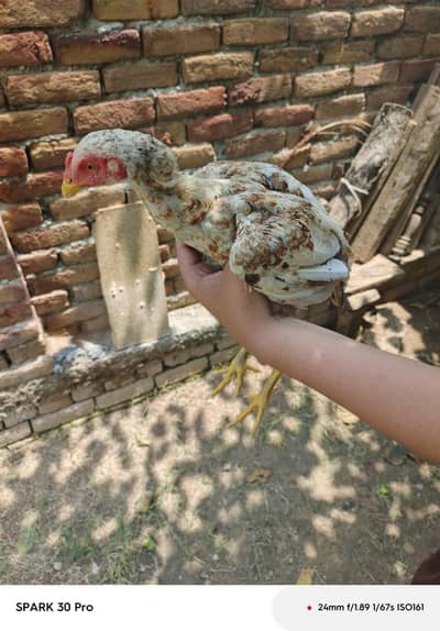 it "Beautiful and strong genuine aseel chickor rooster for sale. "