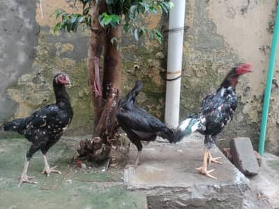 pue thai x shamoo breed