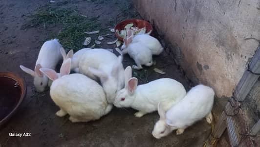 Newzealand White Rabit