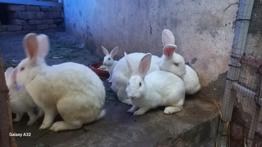 Newzealand White Rabit — photo 2