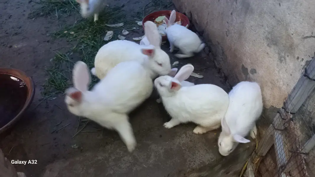 Newzealand White Rabit — photo 3