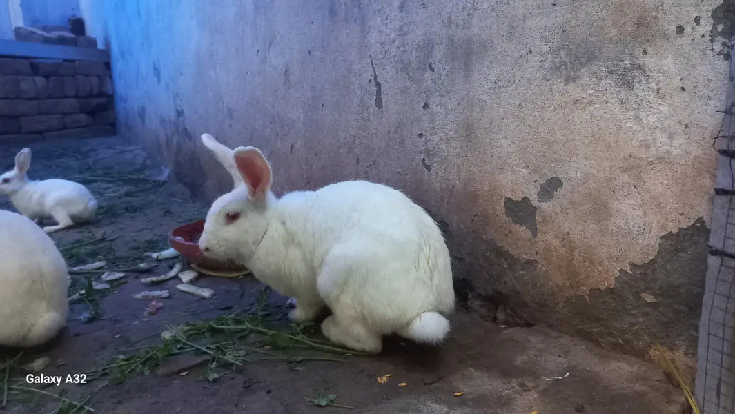 Newzealand White Rabit — photo 4