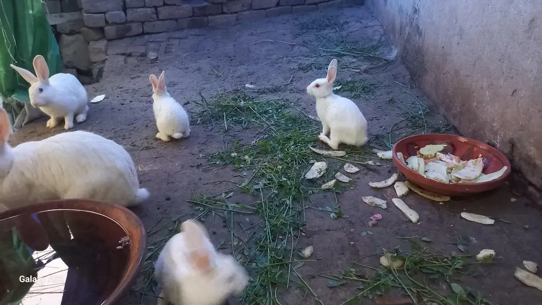 Newzealand White Rabit — photo 5
