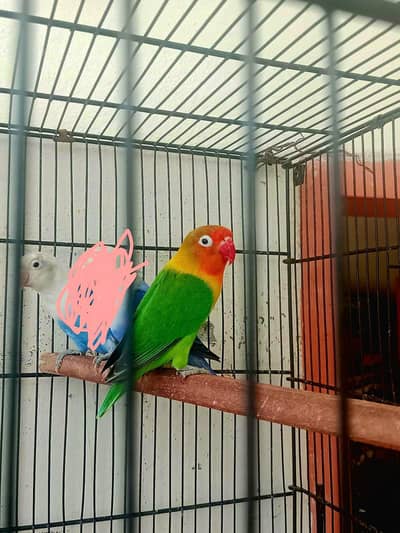 Gareen split opaline breedr male and blue opaline female.