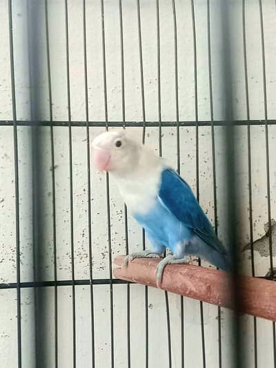 Blue opaline female.