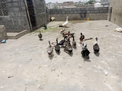 ducks 5 pair
