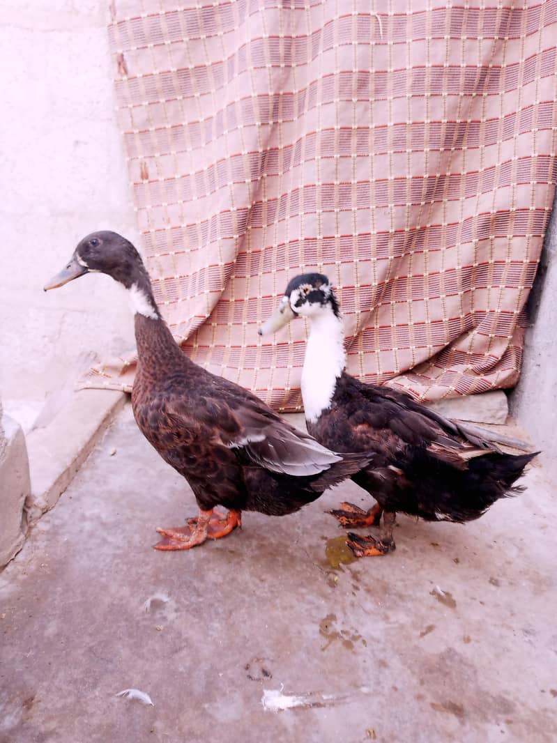 ducks 5 pair 1